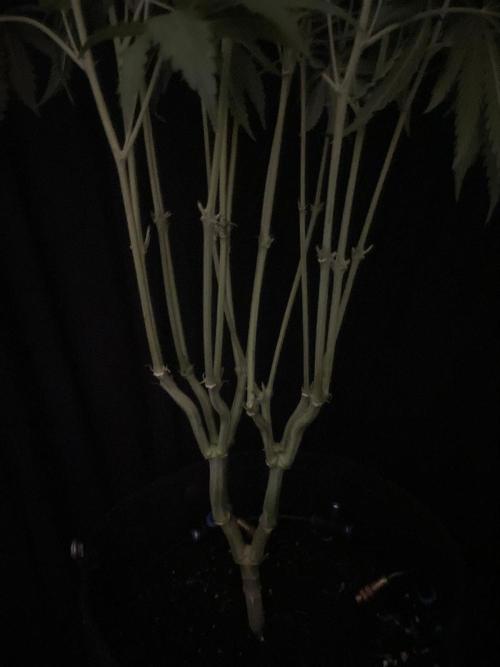 Black Runtz Weedseedsexpress. Week 8