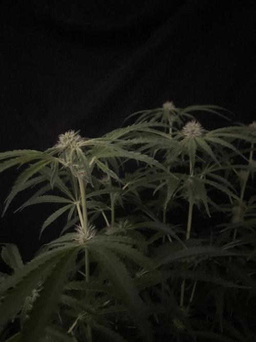 Black Runtz Weedseedsexpress. Week 8