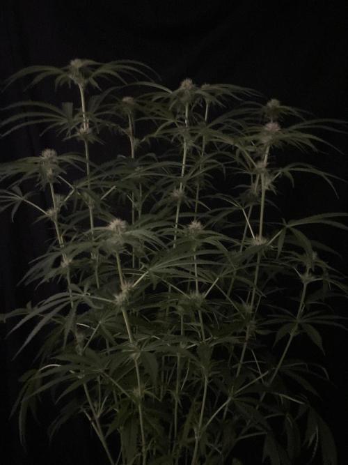Black Runtz Weedseedsexpress. Week 8
