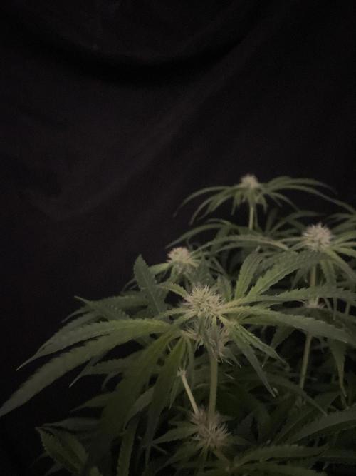 Black Runtz Weedseedsexpress. Week 8
