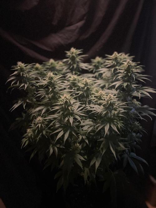 Biscotti Zamnesia. Week 9