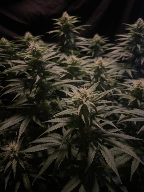 Biscotti Zamnesia. Week 9