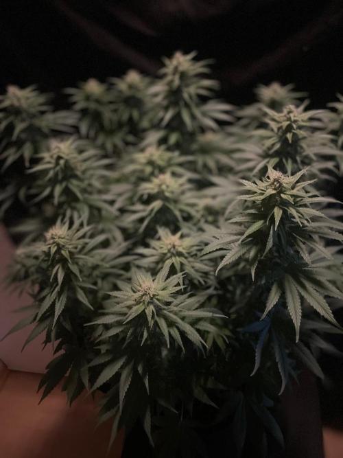 Biscotti Zamnesia. Week 9