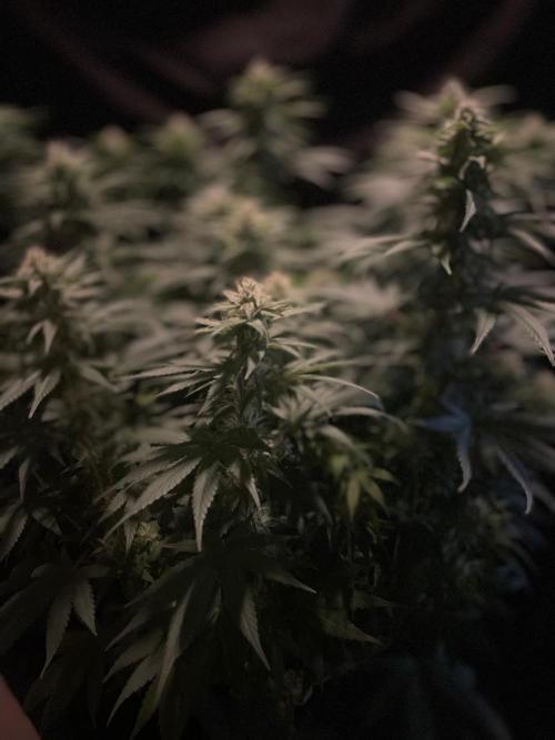 Biscotti Zamnesia. Week 9