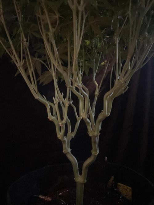 Biscotti Zamnesia. Week 9