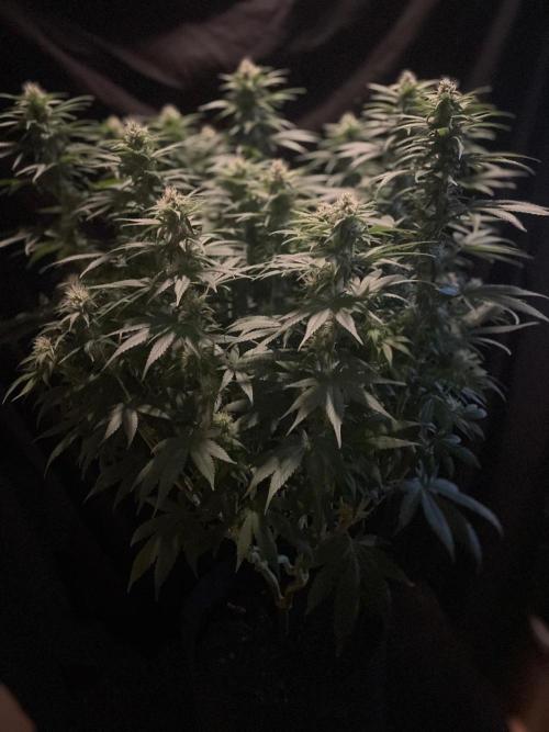 Biscotti Zamnesia. Week 9