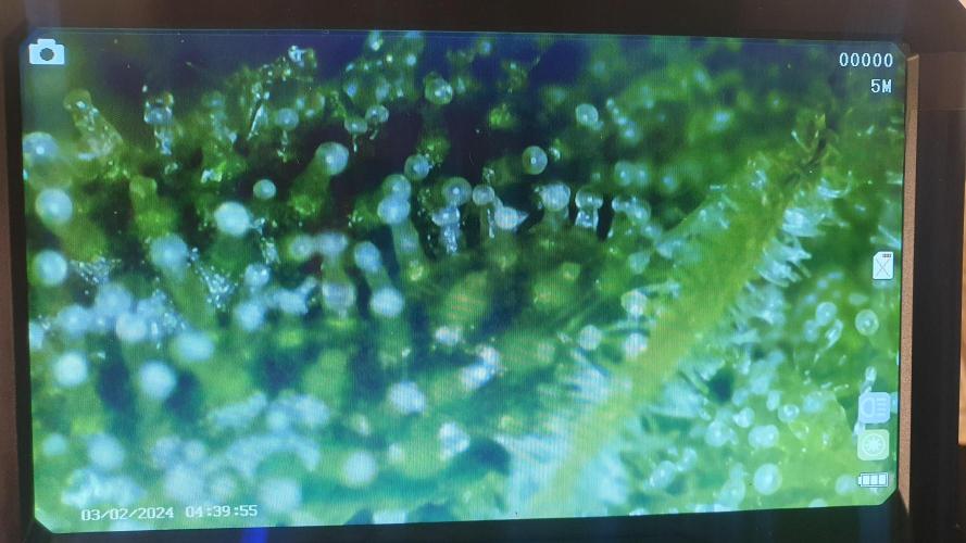 Banana Blaze Auto Dutch Passion. Week 9