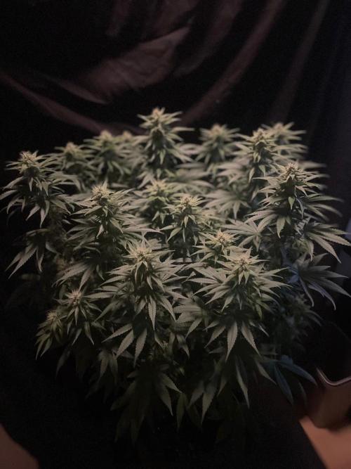 Biscotti Zamnesia. Week 9