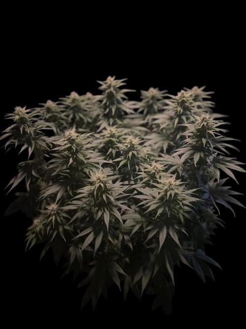 Biscotti Zamnesia. Week 9