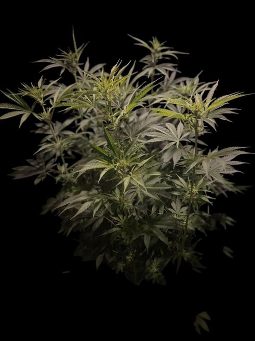 Monster Maker Sweet Seeds. Week 9