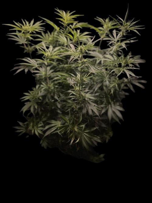 Monster Maker Sweet Seeds. Week 9