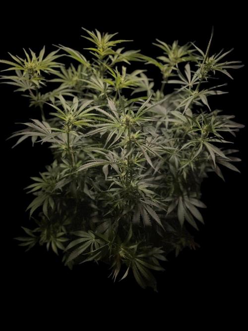 Monster Maker Sweet Seeds. Week 9