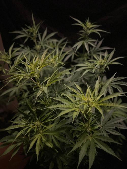 Monster Maker Sweet Seeds. Week 9