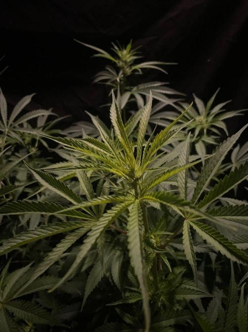 Monster Maker Sweet Seeds. Week 9