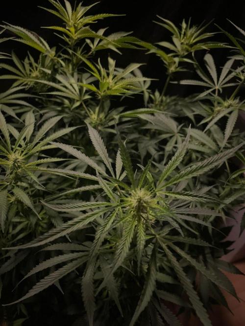 Monster Maker Sweet Seeds. Week 9