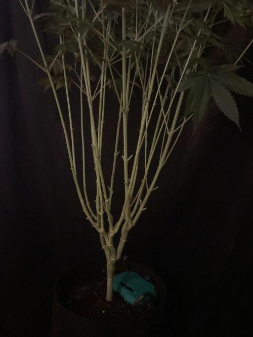 Monster Maker Sweet Seeds. Week 9