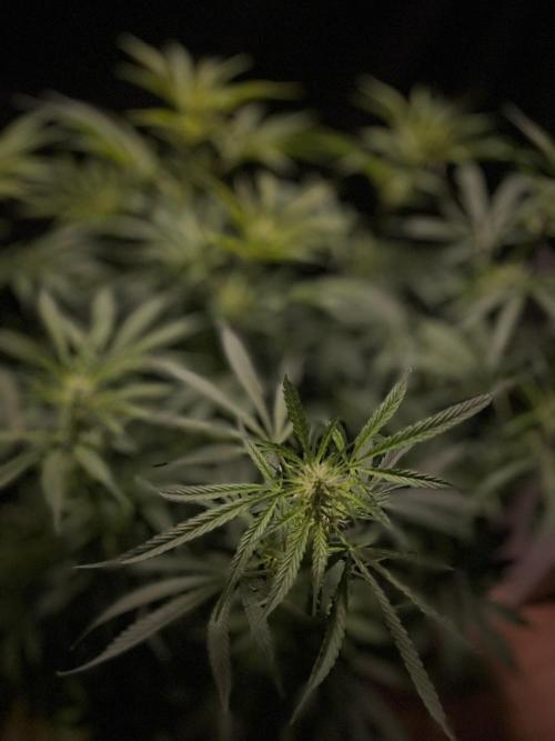 Monster Maker Sweet Seeds. Week 9