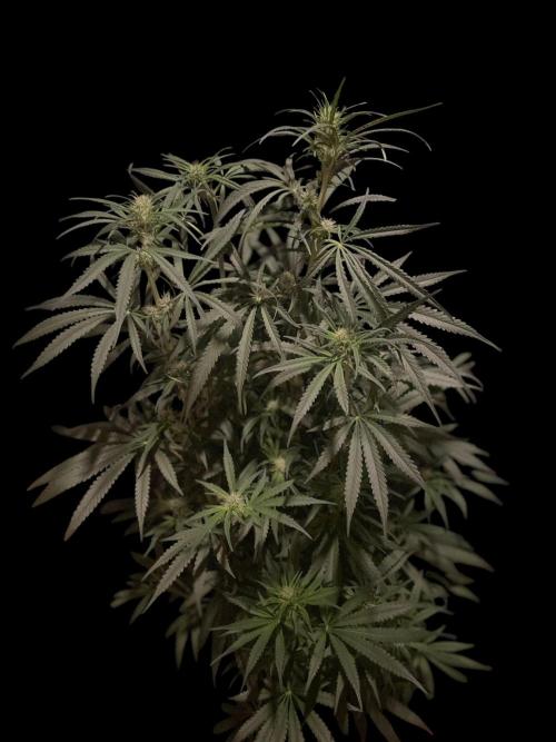 Super Boof Zamnesia. Week 8