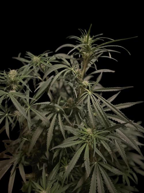 Super Boof Zamnesia. Week 8