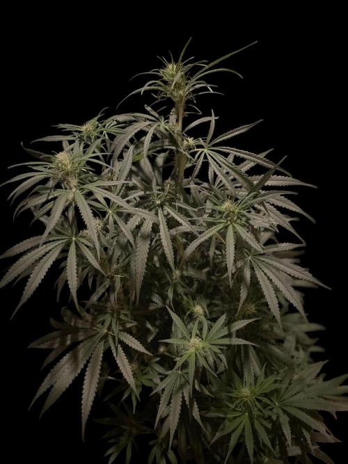 Super Boof Zamnesia. Week 8