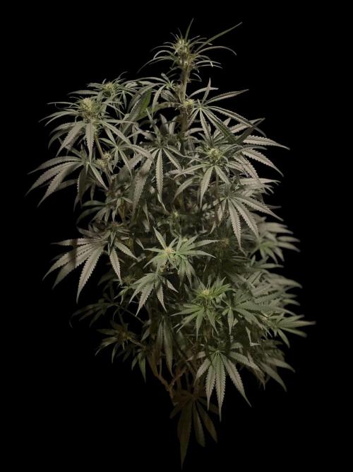 Super Boof Zamnesia. Week 8