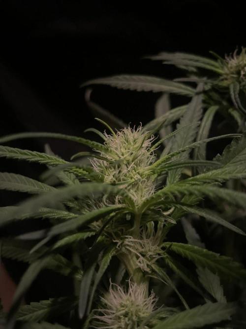 Super Boof Zamnesia. Week 8