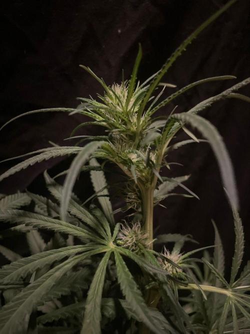 Super Boof Zamnesia. Week 8