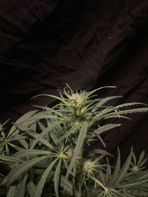 Super Boof Zamnesia. Week 8