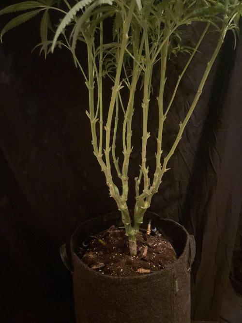 Super Boof Zamnesia. Week 8