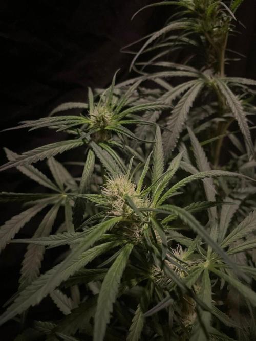 Super Boof Zamnesia. Week 8