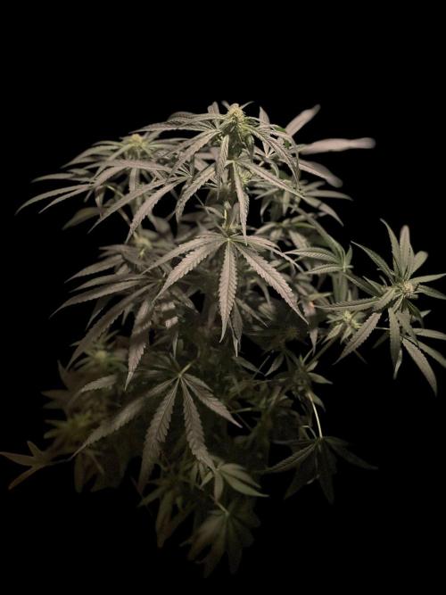 Solar Panel Zamnesia. Week 8