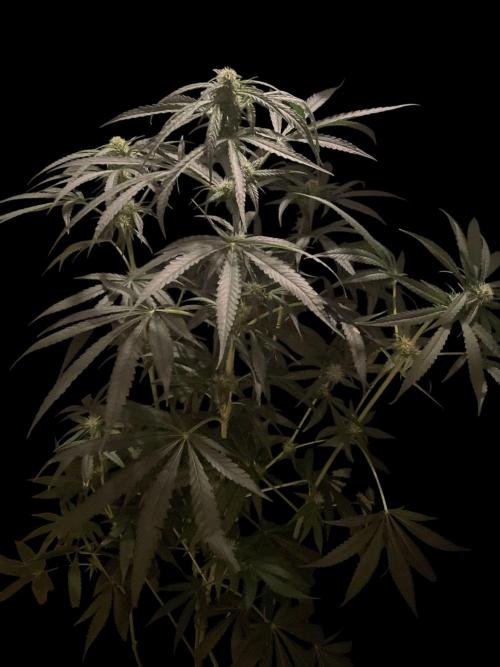 Solar Panel Zamnesia. Week 8