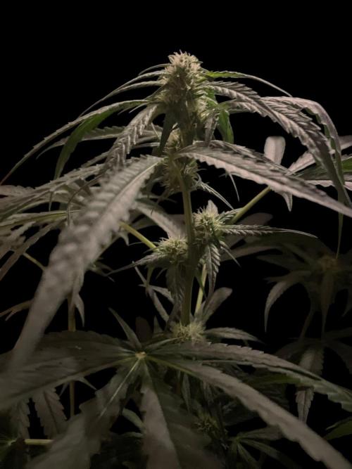 Solar Panel Zamnesia. Week 8