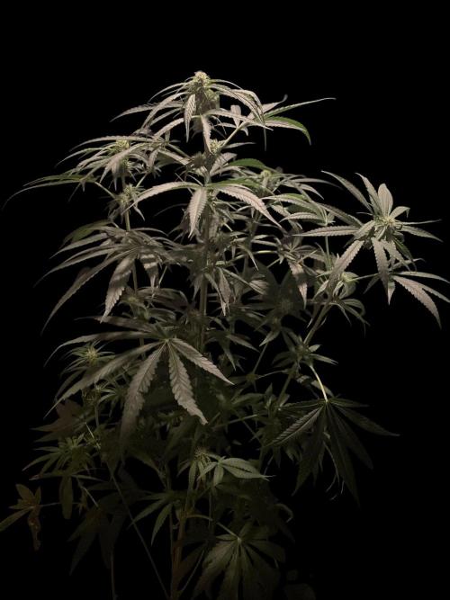 Solar Panel Zamnesia. Week 8