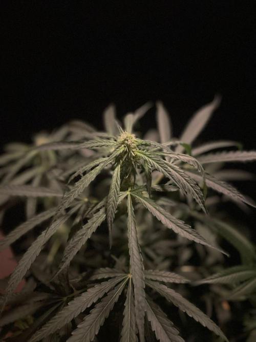 Solar Panel Zamnesia. Week 8