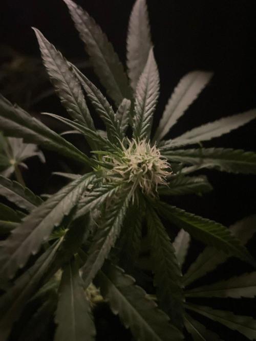 Solar Panel Zamnesia. Week 8