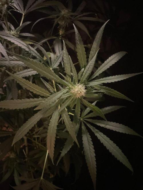 Solar Panel Zamnesia. Week 8