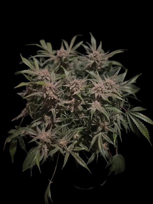 Permanent Jealousy Auto XL Sweetseeds. Week 9