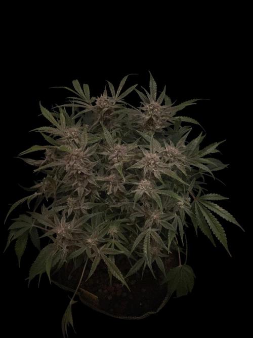 Permanent Jealousy Auto XL Sweetseeds. Week 9