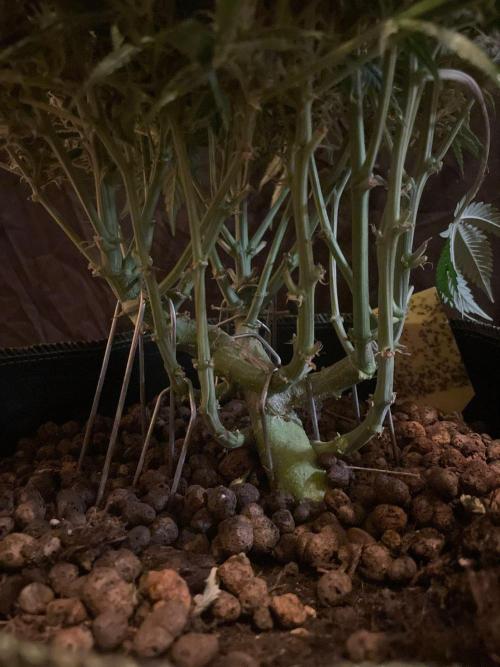 Permanent Jealousy Auto XL Sweetseeds. Week 9