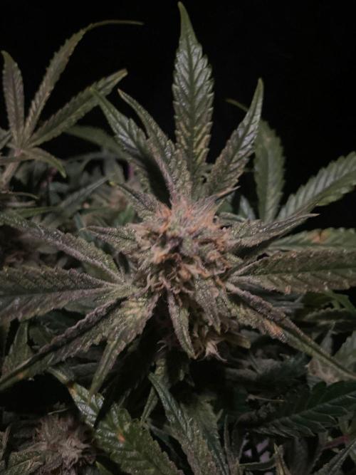 Permanent Jealousy Auto XL Sweetseeds. Week 9