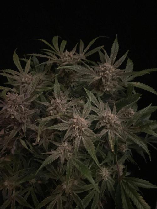 Permanent Jealousy Auto XL Sweetseeds. Week 9