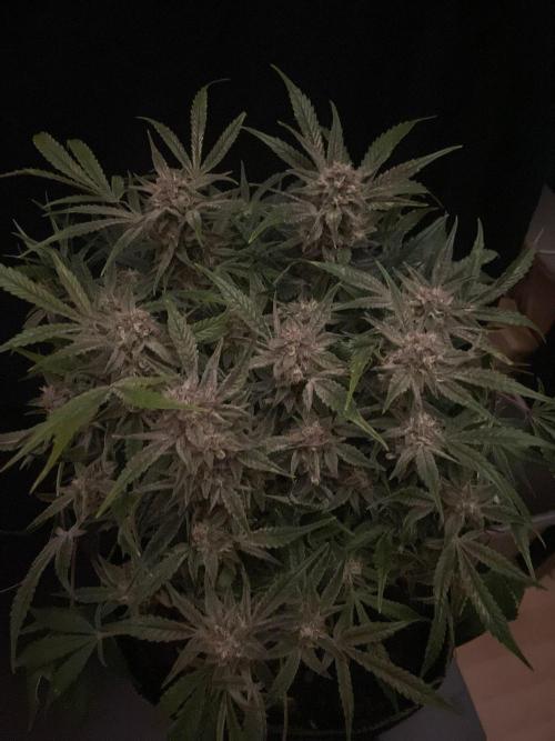 Permanent Jealousy Auto XL Sweetseeds. Week 9