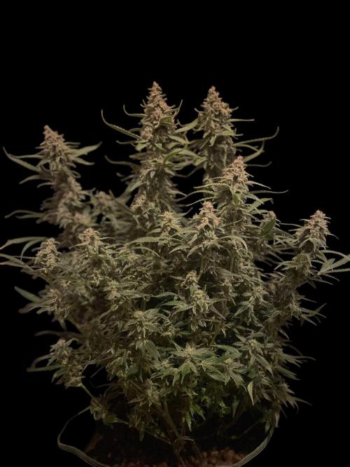 Banana Blaze Auto Dutch Passion. Week 10