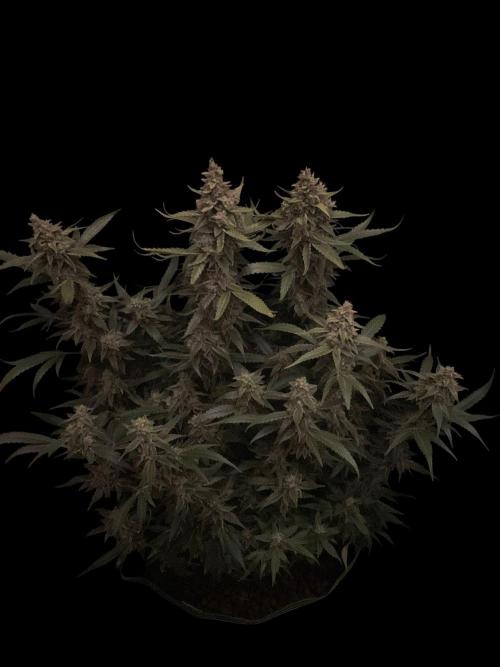 Banana Blaze Auto Dutch Passion. Week 10