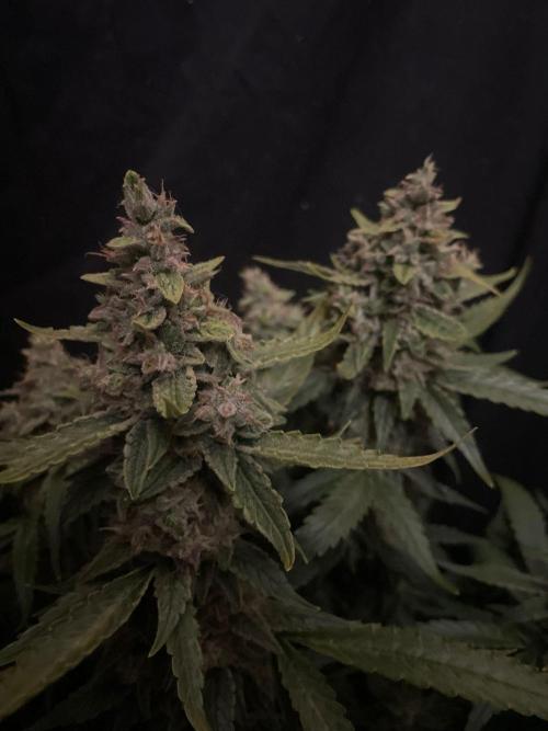 Banana Blaze Auto Dutch Passion. Week 10