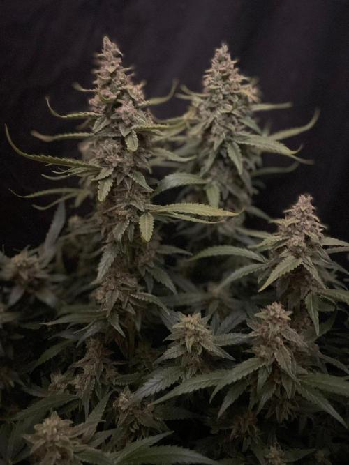 Banana Blaze Auto Dutch Passion. Week 10