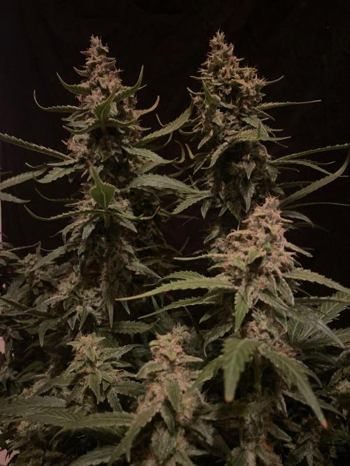 Banana Blaze Auto Dutch Passion. Week 10