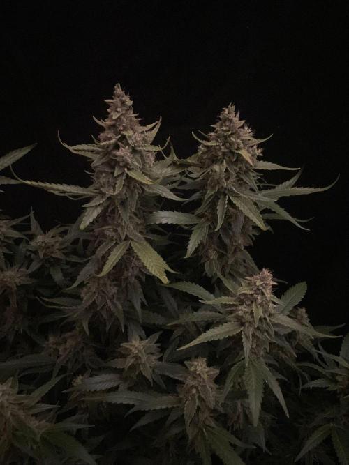 Banana Blaze Auto Dutch Passion. Week 10