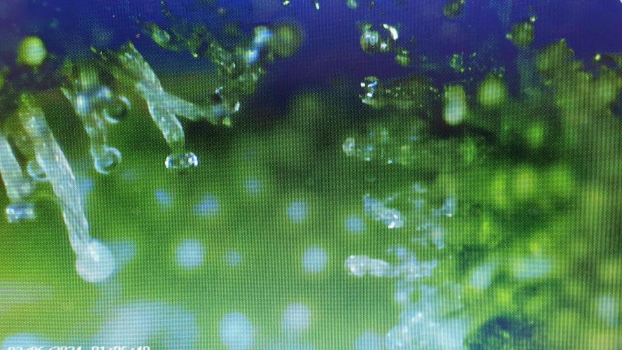 Banana Blaze Auto Dutch Passion. Week 10